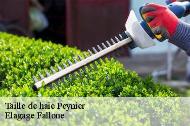 Taille de haie  peynier-13790 Elagage Fallone